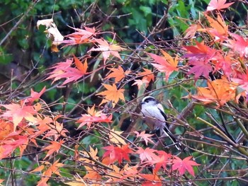 2022年12月18日(日) 見沼たんぼの野鳥観察記録