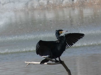 Great Cormorant 万代池 Mon, 3/12/2018