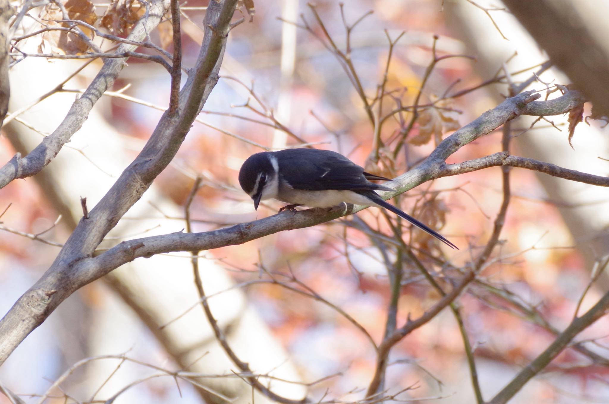 Ryukyu Minivet