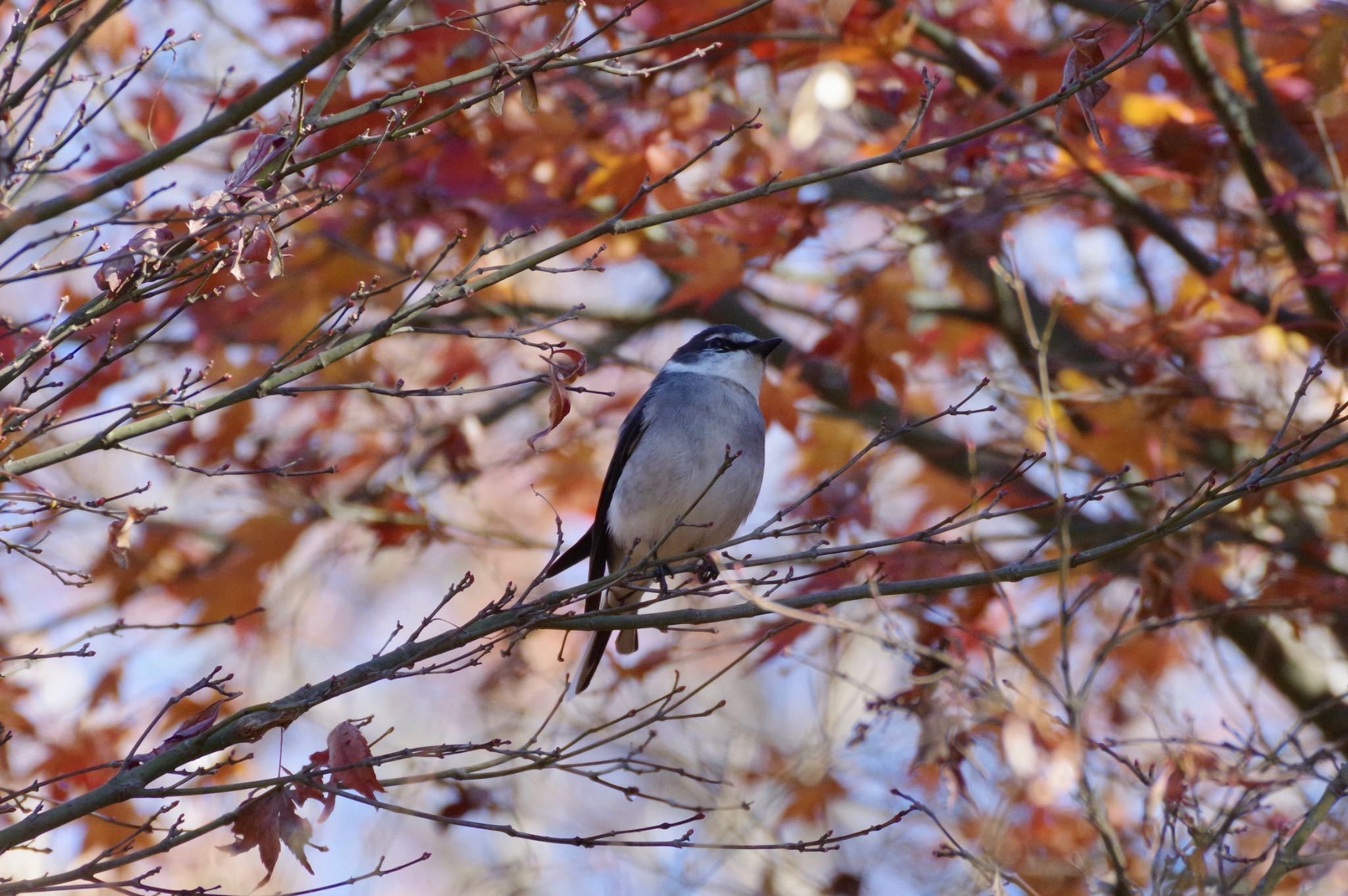 Ryukyu Minivet