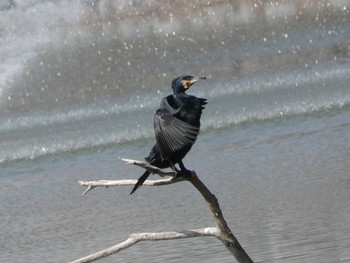 Great Cormorant 万代池 Mon, 3/12/2018