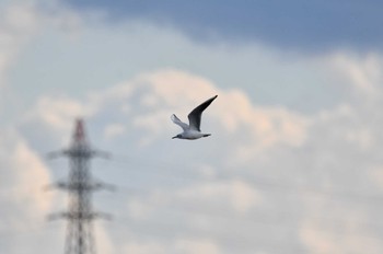 2022年12月18日(日) 伊佐沼の野鳥観察記録