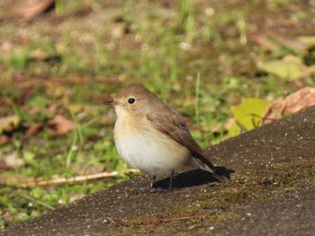 Red-breasted Flycatcher 祖父江ワイルドネイチャー緑地 Sun, 12/18/2022