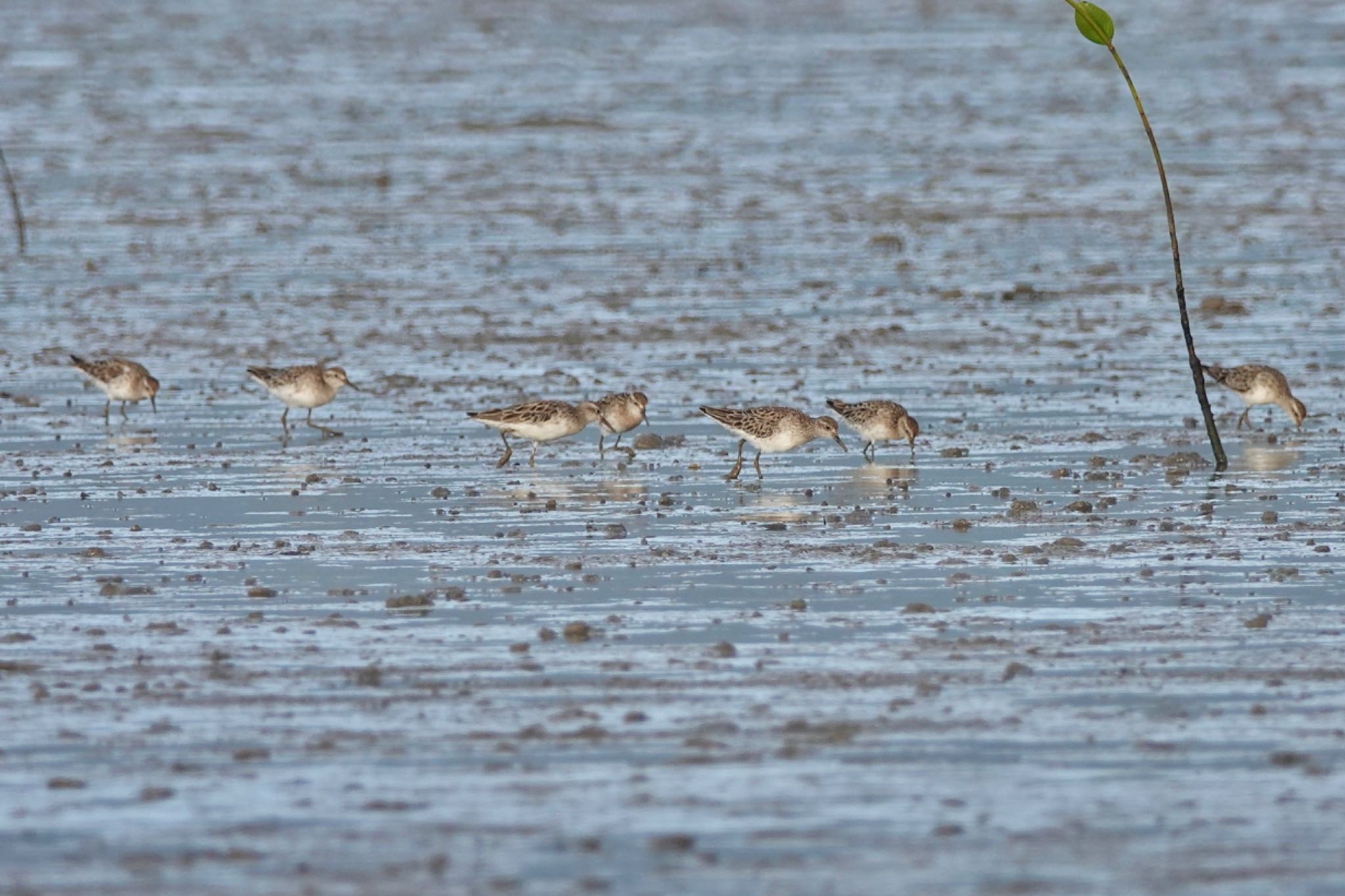 Sharp-tailed Sandpiper