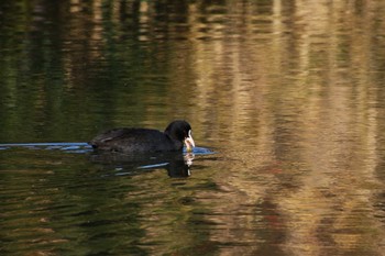 オオバン 東京港野鳥公園 2022年12月18日(日)