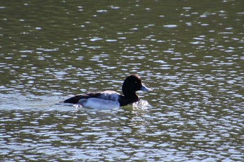 スズガモ 東京港野鳥公園 2022年12月18日(日)