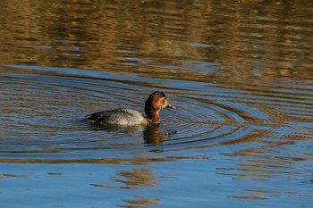 ホシハジロ 東京港野鳥公園 2022年12月18日(日)