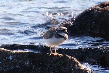 イカルチドリ 東京港野鳥公園 2022年12月18日(日)