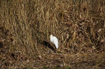 ダイサギ 東京港野鳥公園 2022年12月18日(日)