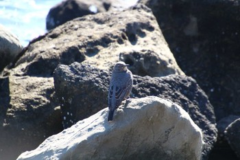 Blue Rock Thrush Tokyo Port Wild Bird Park Sun, 12/18/2022