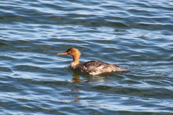 Red-breasted Merganser Kasai Rinkai Park Sun, 12/18/2022