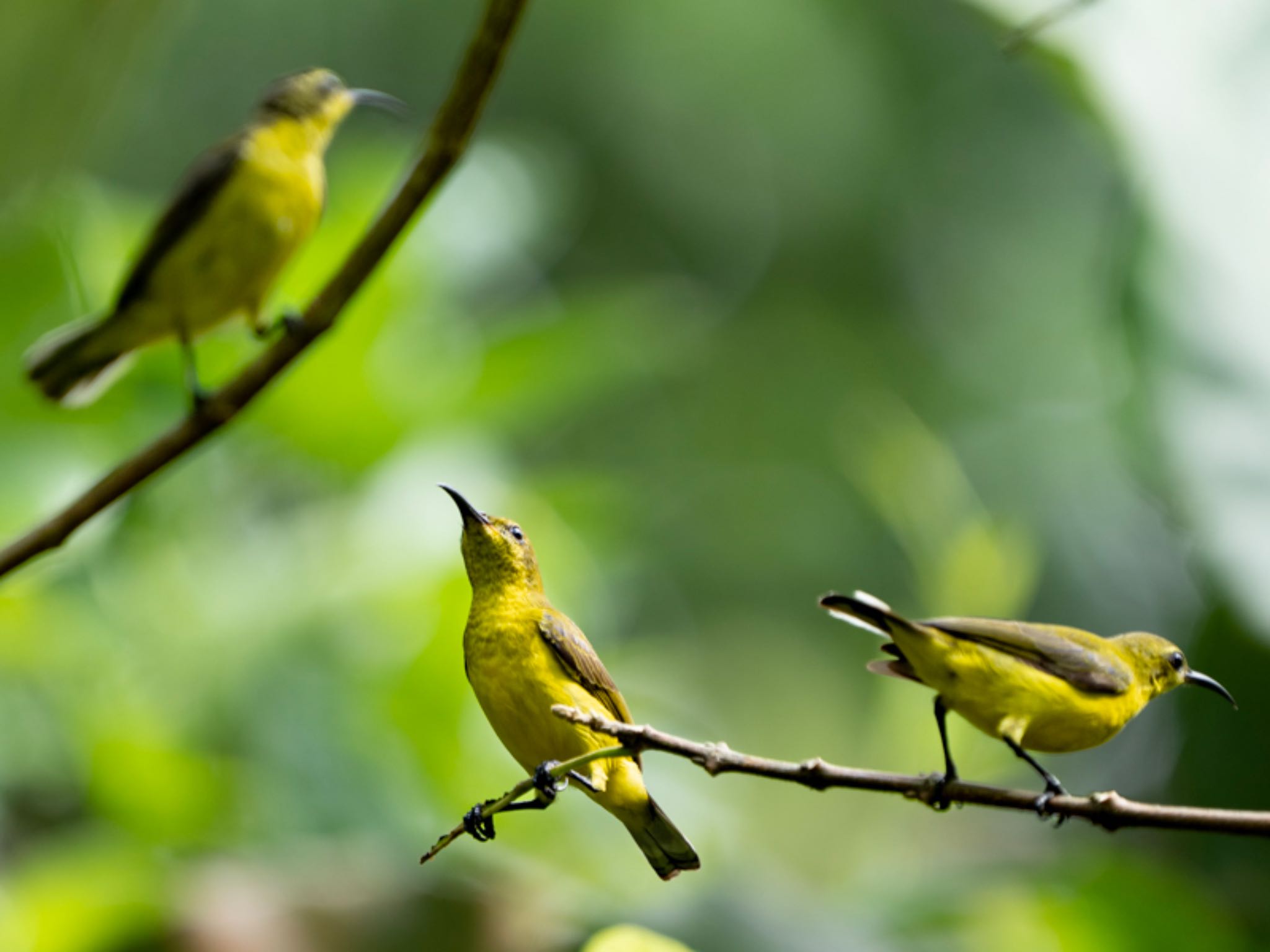 Sungei Buloh Wetland Reserve キバラタイヨウチョウの写真 by T K