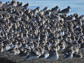 2022年12月18日(日) ふなばし三番瀬海浜公園の野鳥観察記録