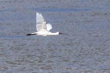 Black-faced Spoonbill 曽根干潟(曾根干潟) Tue, 10/25/2022