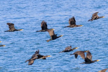 Great Cormorant 曽根干潟(曾根干潟) Sat, 11/26/2022