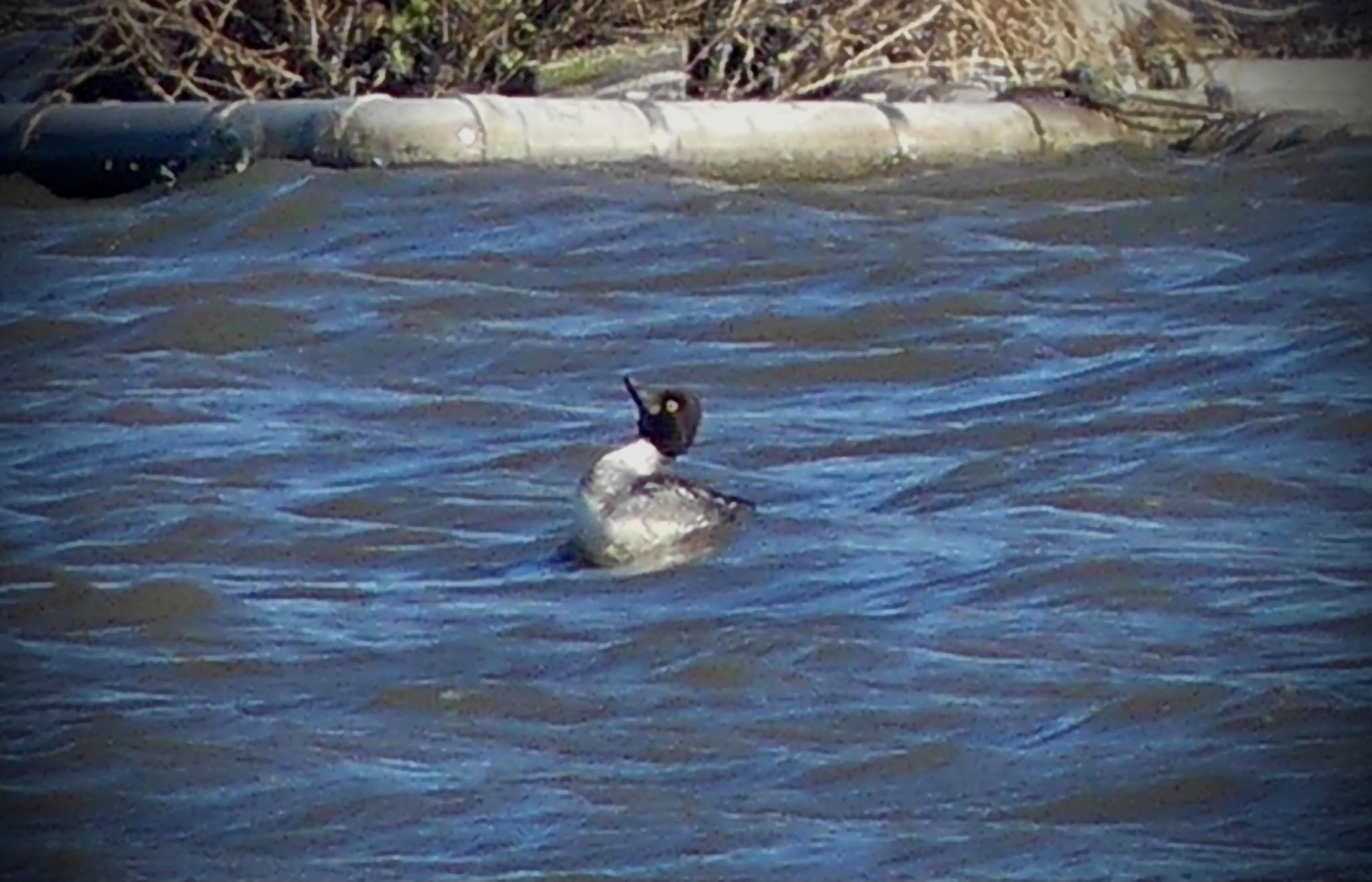 Common Goldeneye