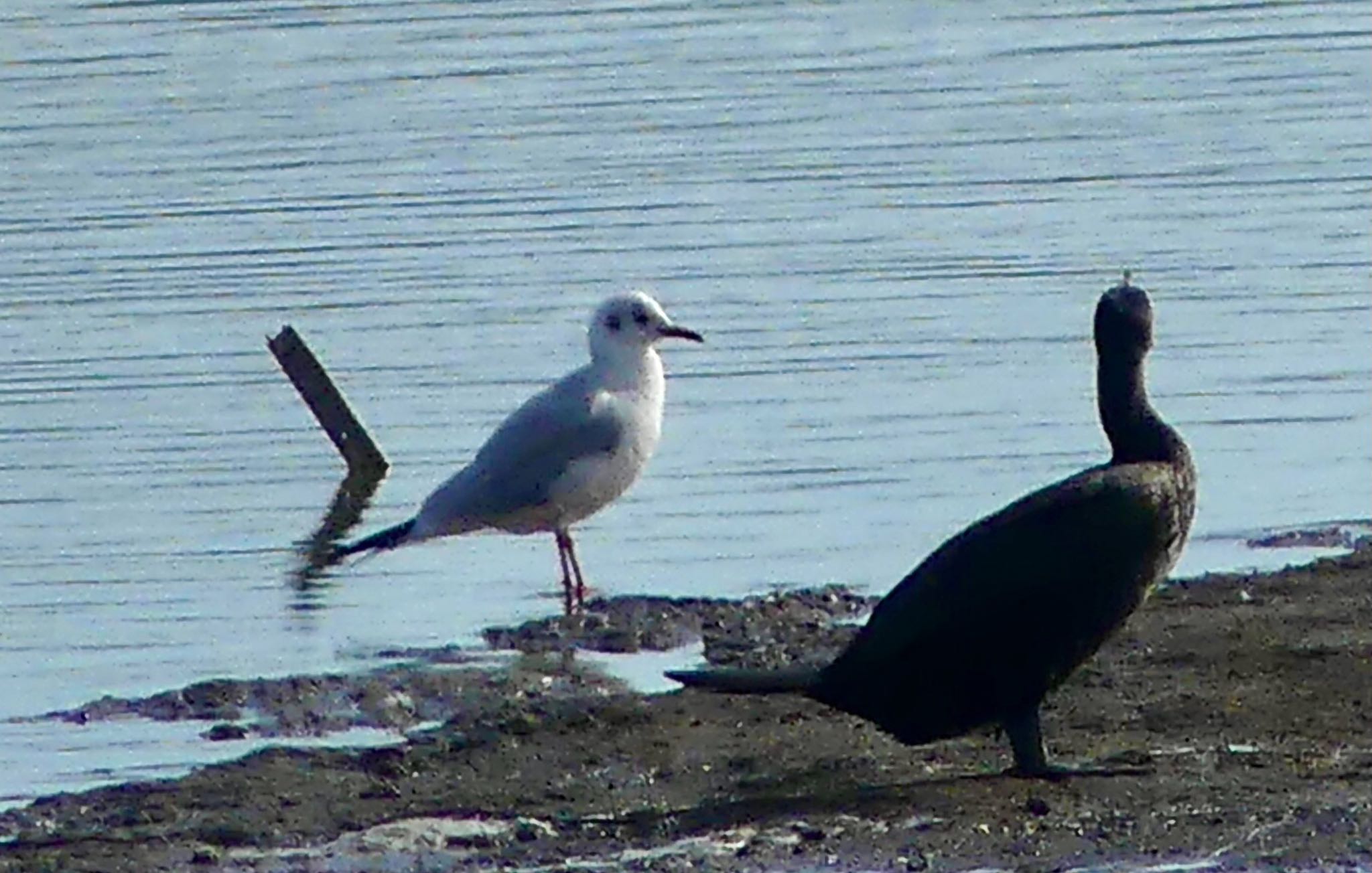 Black-headed Gull