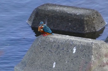 Sun, 12/18/2022 Birding report at 大和川