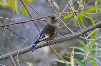 Grey-capped Greenfinch 大和川 Sun, 12/18/2022