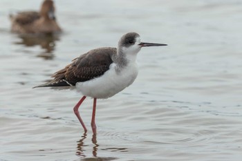 Black-winged Stilt Izunuma Sun, 12/18/2022