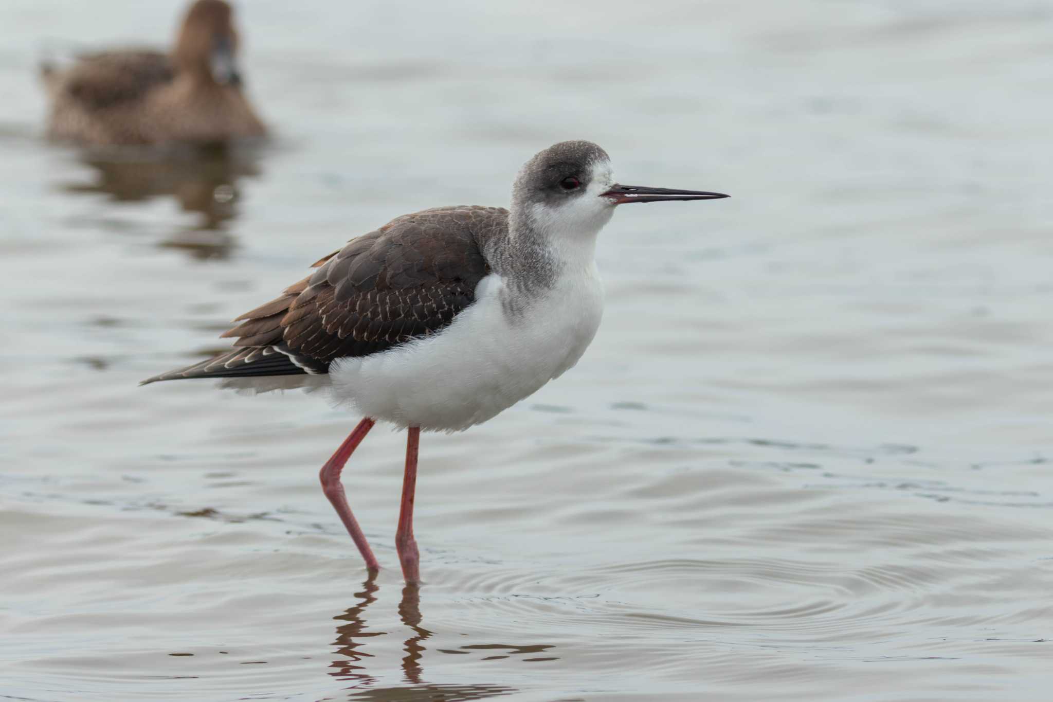 Black-winged Stilt