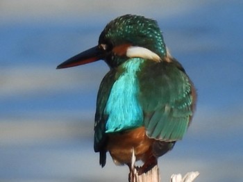 Sun, 12/18/2022 Birding report at 埼玉県さいたま市