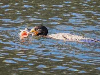 カワウ 大阪城公園 2022年12月18日(日)