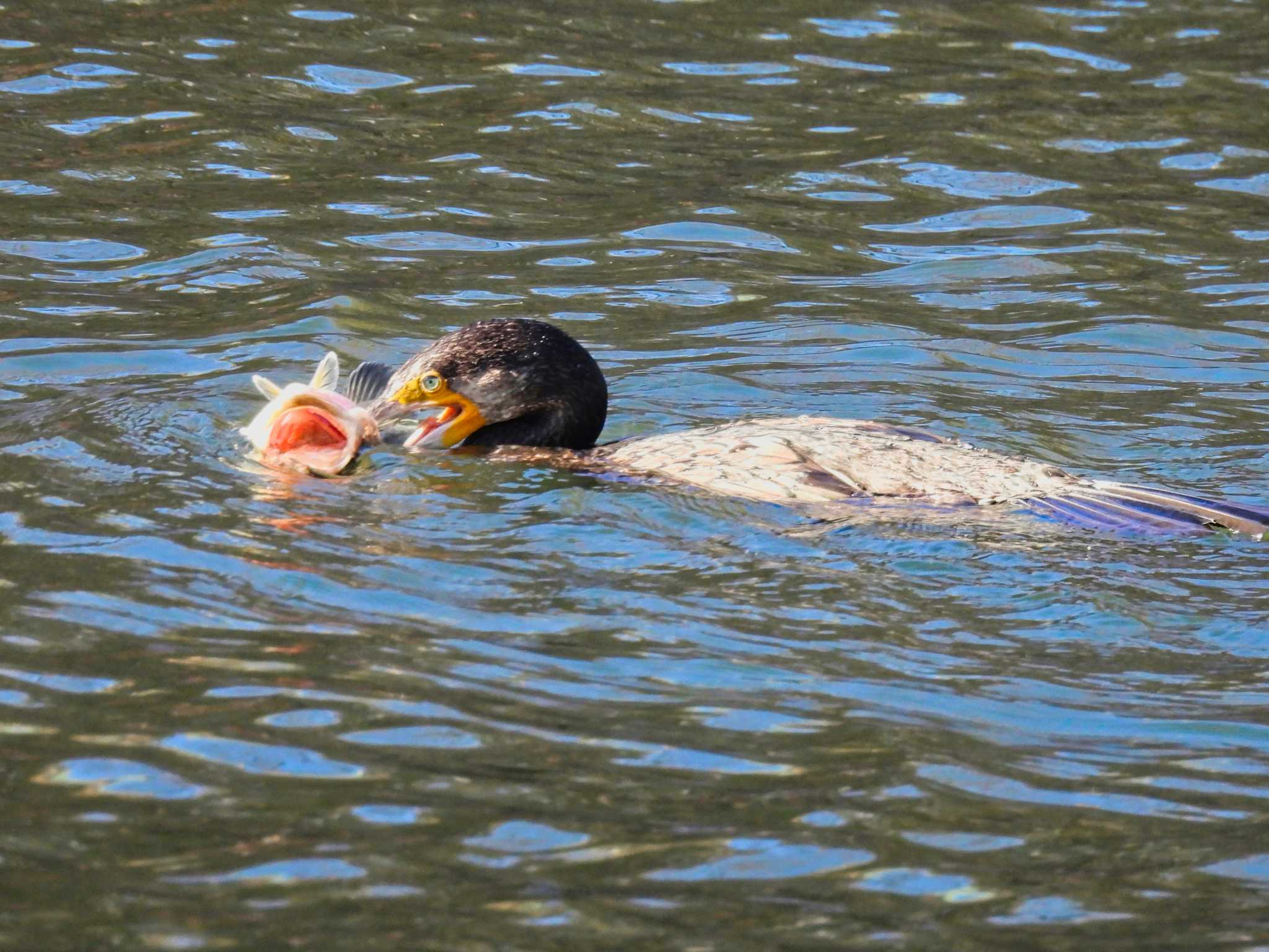 Great Cormorant