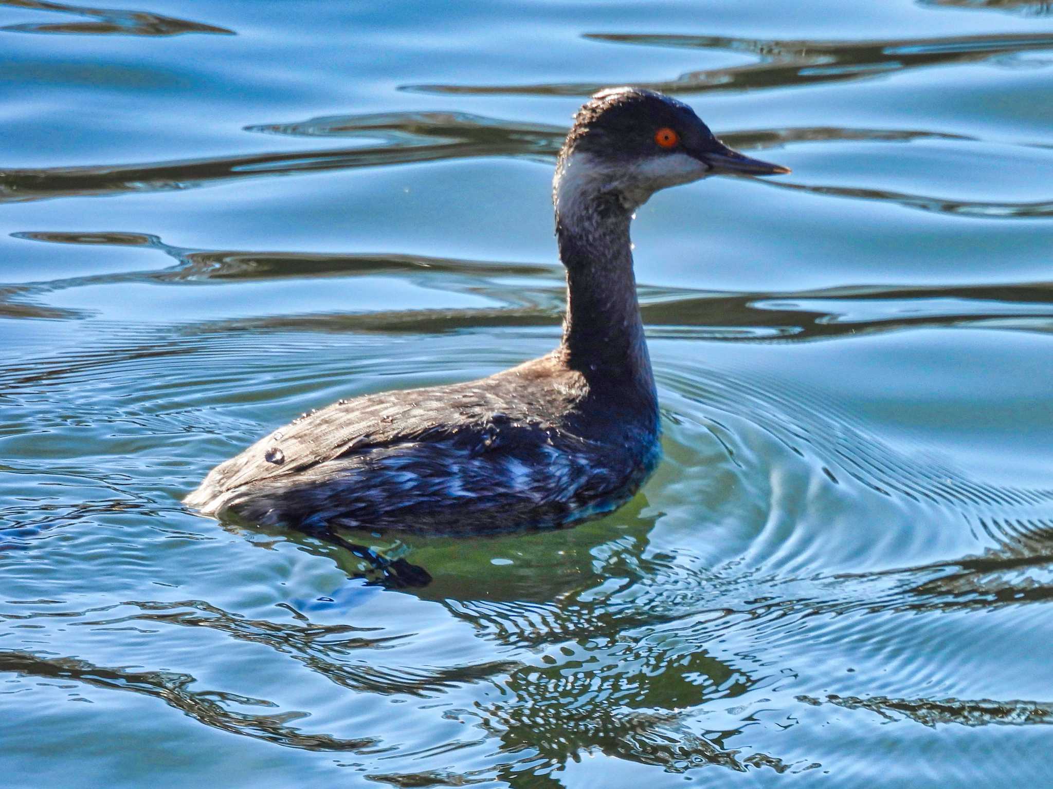 Black-necked Grebe