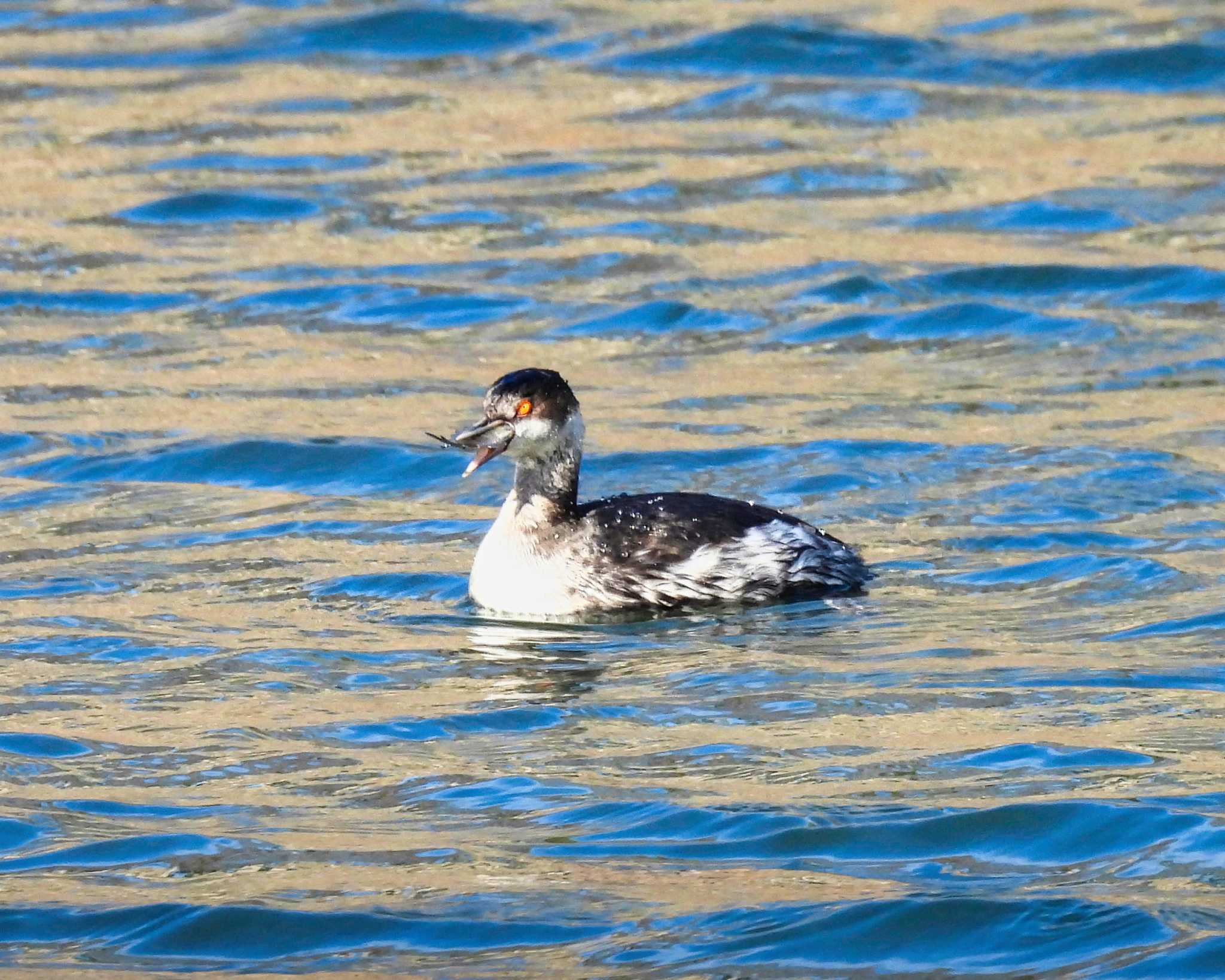 Black-necked Grebe