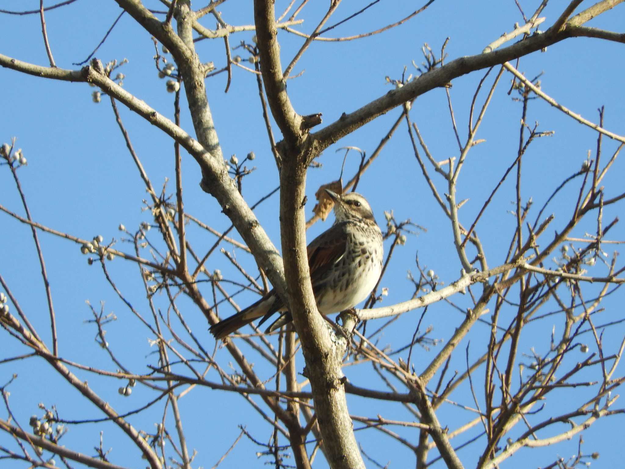 Dusky Thrush