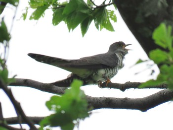 Lesser Cuckoo Unknown Spots Thu, 5/26/2016