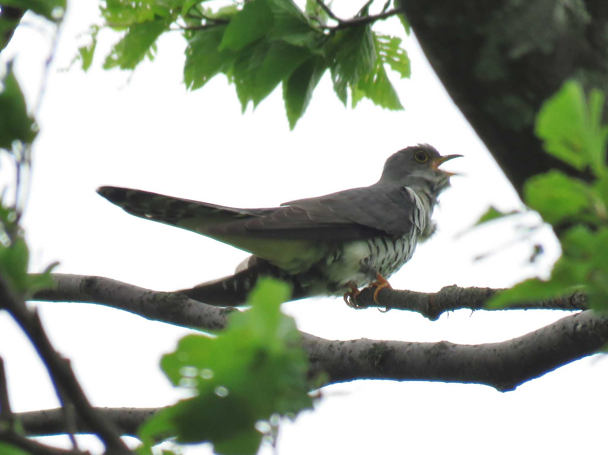 Photo of Lesser Cuckoo at  by みっちー