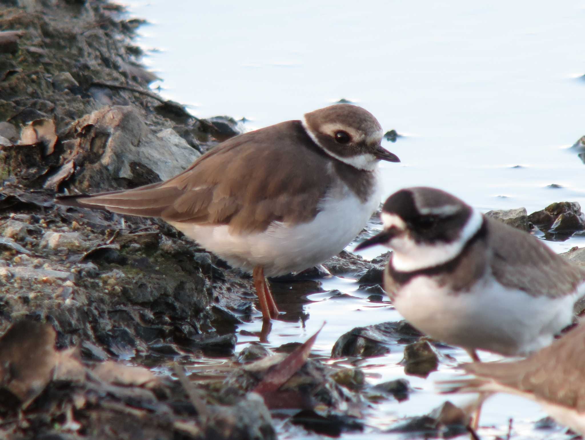 Photo of Common Ringed Plover at  by みっちー