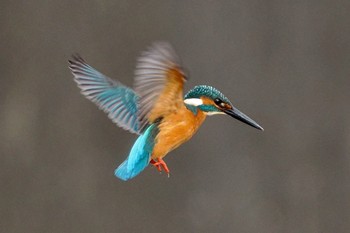 2022年12月17日(土) 金井遊水地(金井遊水池)の野鳥観察記録