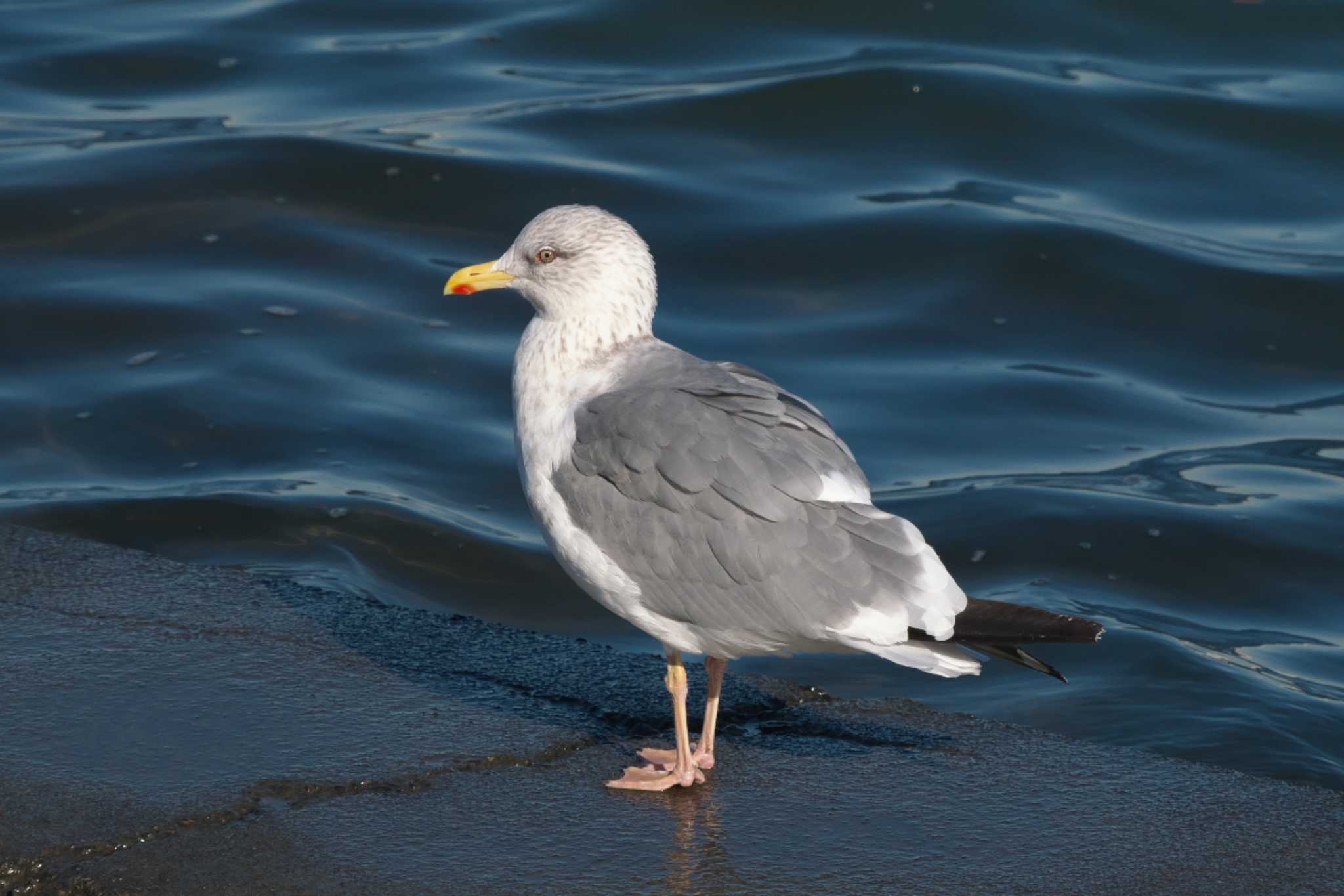 Vega Gull