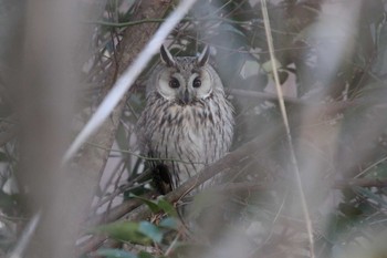 Long-eared Owl Unknown Spots Sun, 1/21/2018