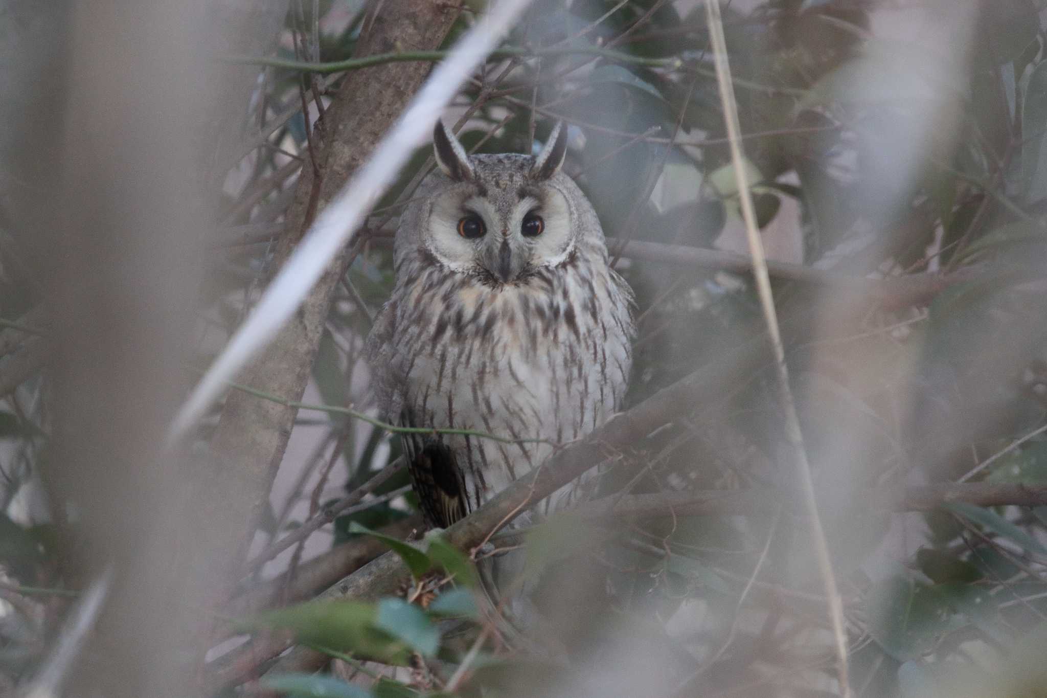 Photo of Long-eared Owl at  by みっちー
