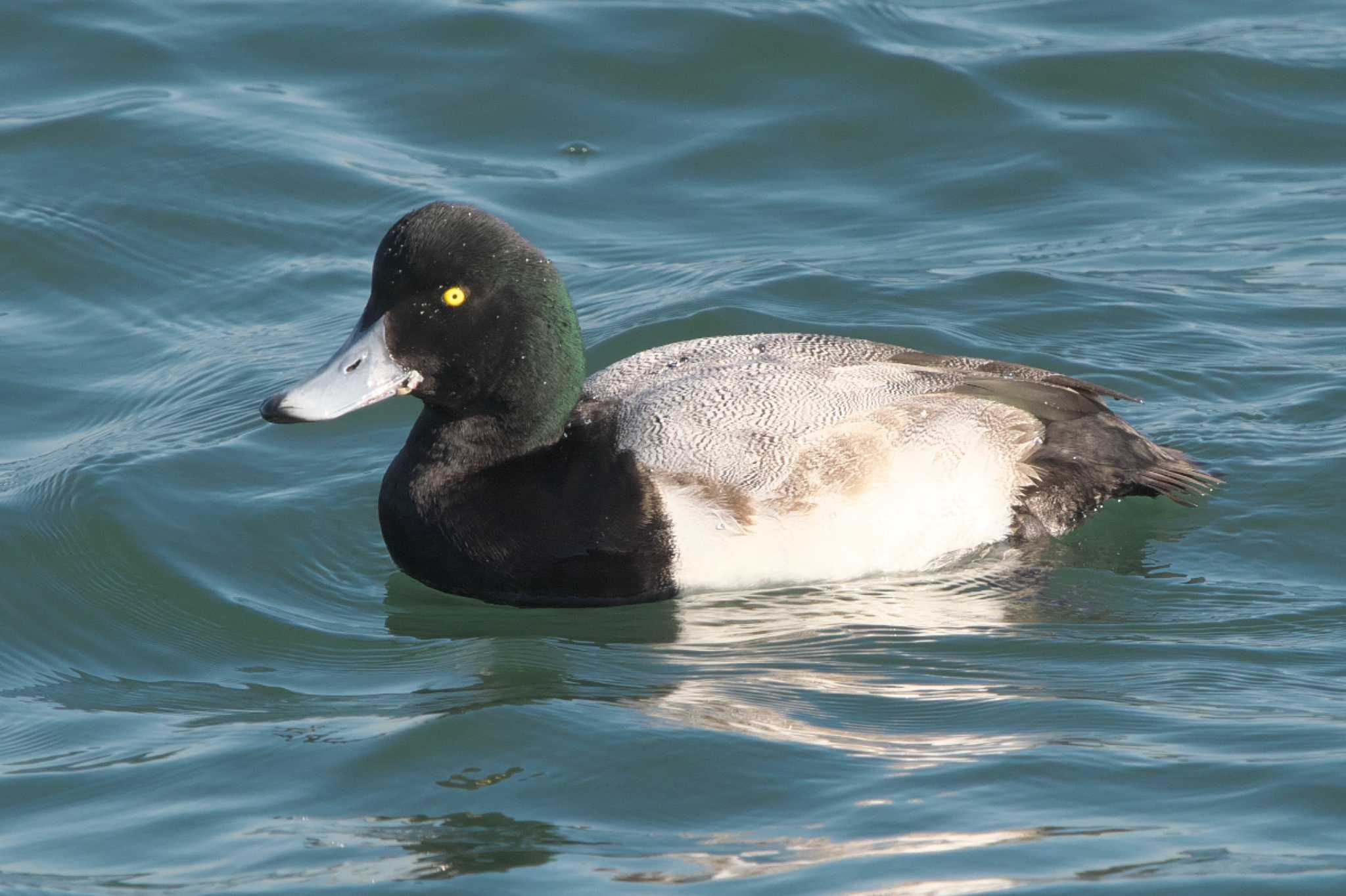 Greater Scaup