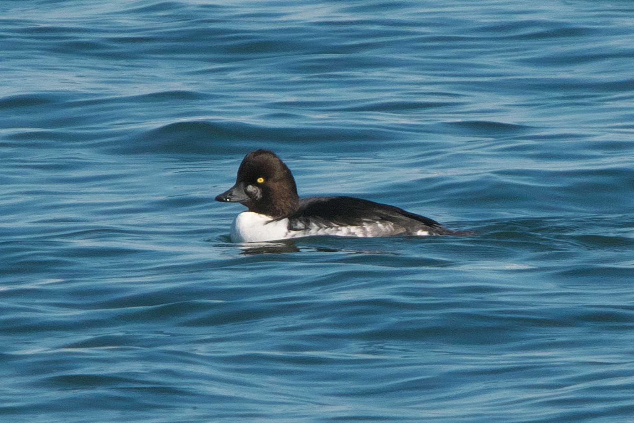 Common Goldeneye