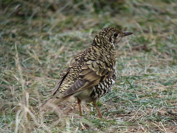 White's Thrush Unknown Spots Thu, 2/16/2017