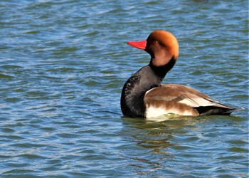 2022年12月18日(日) 弁天池公園(大阪府門真市)の野鳥観察記録