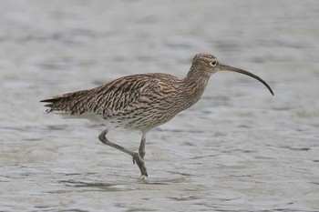 Eurasian Curlew Unknown Spots Sun, 1/14/2018