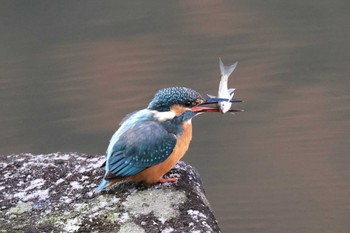 カワセミ 四季の森公園(横浜市緑区) 2022年12月18日(日)