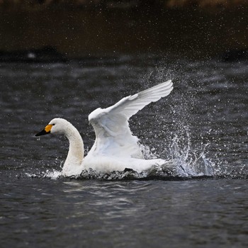 Tundra Swan 菅生沼 Sun, 12/18/2022