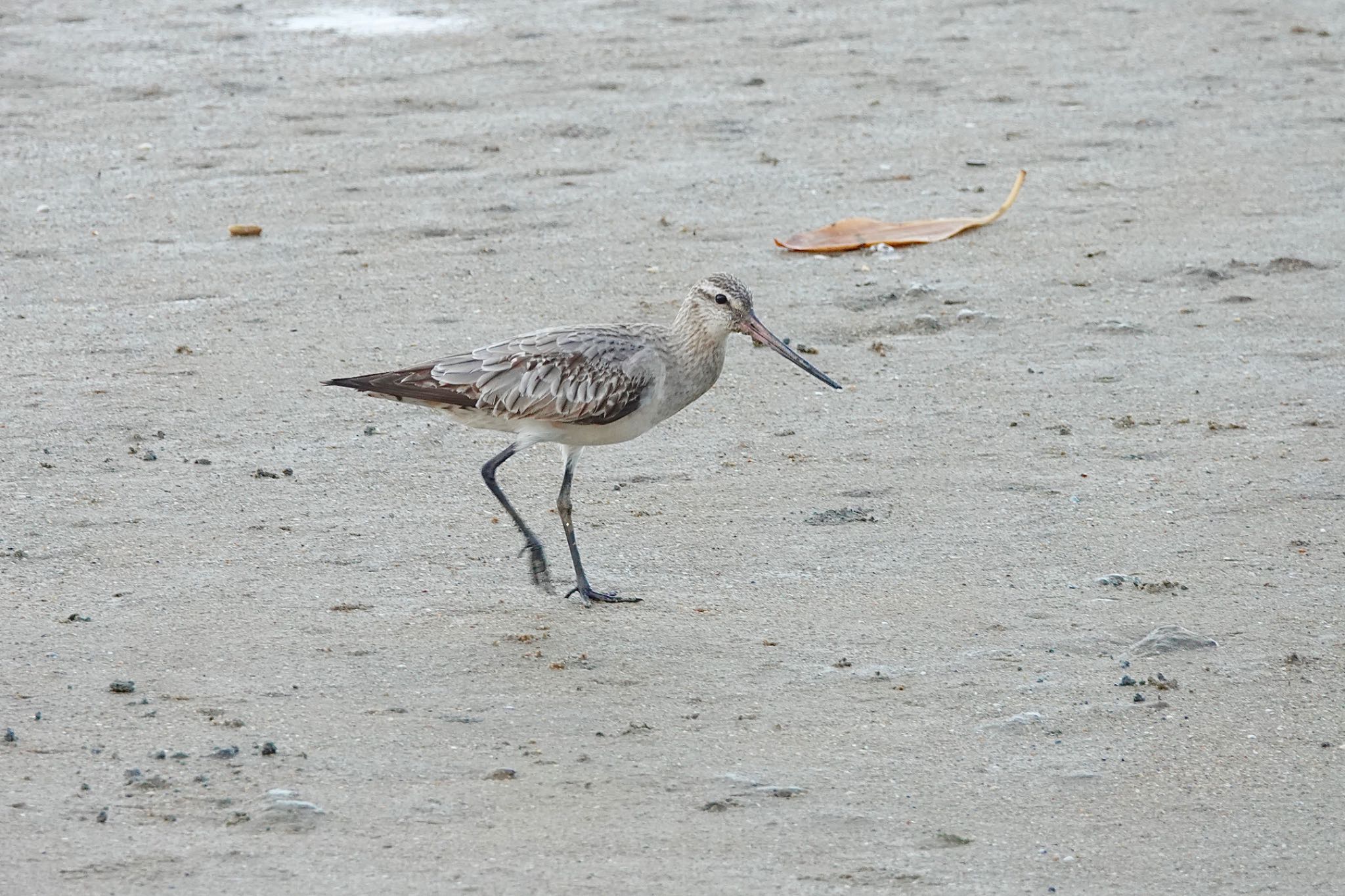 Bar-tailed Godwit