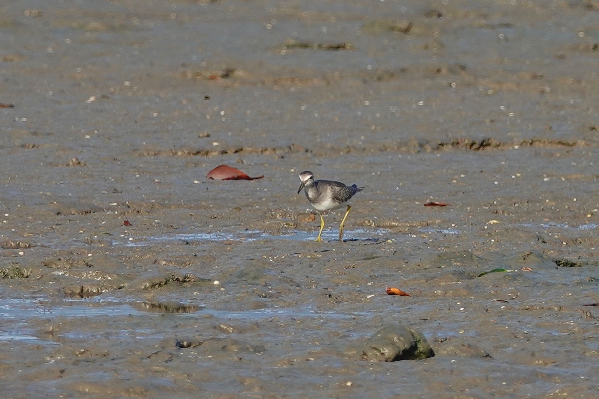 Grey-tailed Tattler