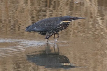 Black Bittern Unknown Spots Sat, 1/20/2018