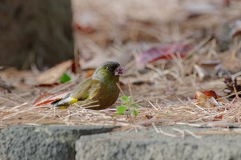 カワラヒワ 都立青山霊園 2022年12月17日(土)