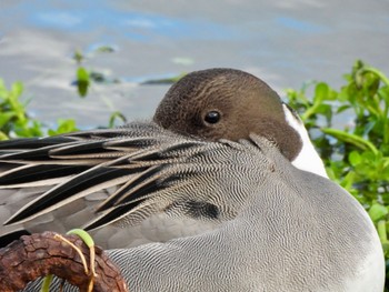 Northern Pintail 平磯緑地公園 Sun, 12/18/2022